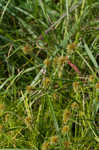 Manyflower flatsedge